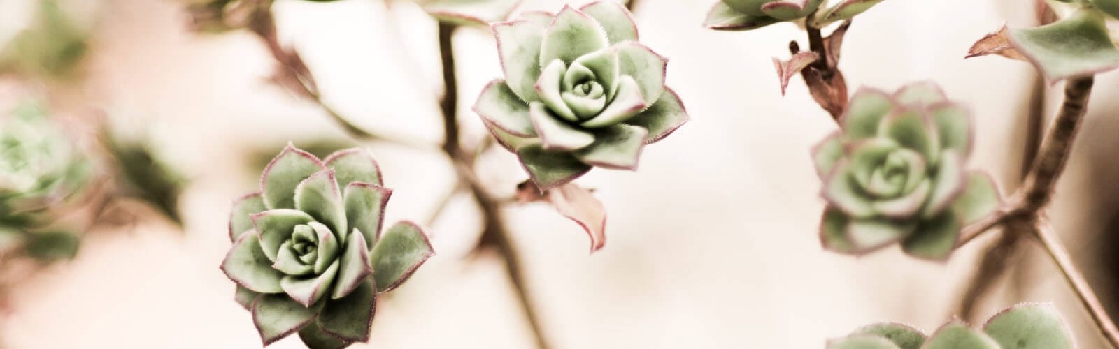 testimonial background with succulents